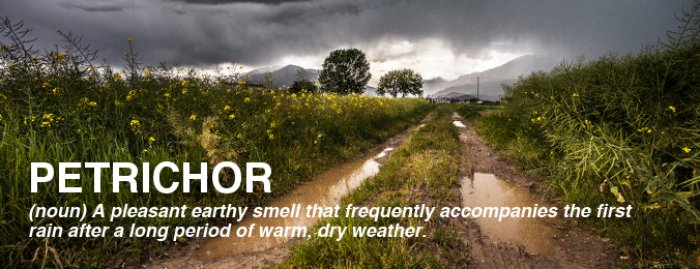 Image of Improve Vocabulary - Petrichor (Noun)