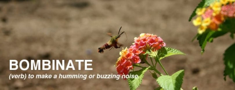 How to Improve Vocabulary Effortlessly 5 improve-vocabulary-word: bombinate